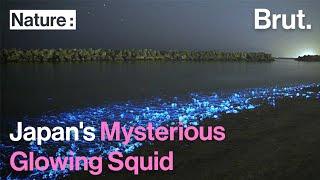 Japan's mysterious glowing squid