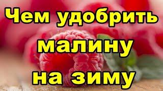 Чем удобрить малину на зиму | Народное удобрение для малины