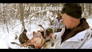 Охота на лося с собаками.Hunting for an elk with dogs.