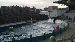 BATUMI DOLPHINARIUM 4K