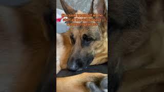 The old trazzle dazzle #germanshepherd #gsds #gsd #vet