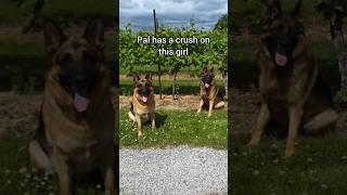 This was such a cool thing to do with Pal. #mikelalicich #mybestfriend #gsd #germanshepherd