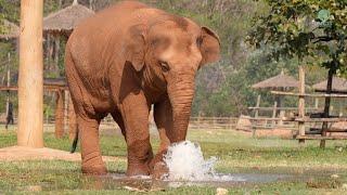 Curious Baby Wan Mai Discovers a Broken Water Sprinkler! - ElephantNews