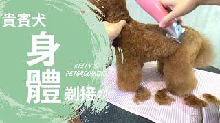 貴賓犬的電剪身體剃接｜凱莉老師 Groomer Kelly｜寵物美容教學｜Poodle's Clipper Trim Pet Grooming