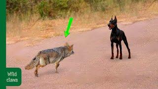 When Coyote Attacks Doberman..It Paid Heavy Price