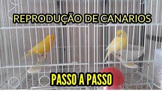 REPRODUÇÃO DE CANÁRIO. PASSO A PASSO