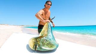 Giant Mahi Mahi Fish Catch And Cook