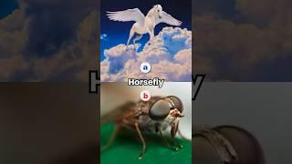 Literal vs Reality | Choose A or B?