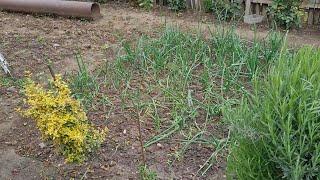 STARTED PLANTING FOR THE SUMMER AND GROCERY HAULING From byenan