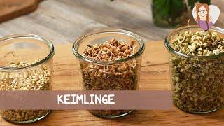 Keimlinge - Anleitung: So züchtest du deine eigenen Sprossen selbst | vegan basisch