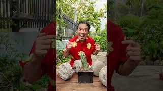 Thối Não Brainrot Tập Gym #haongchu #ongchu #onggia