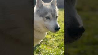 WILD ADVENTURE with My SIBERIAN HUSKY! ️ #shorts #husky #dog #doglover #dogadventure