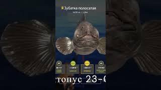 Русская Рыбалка 4. Норвежское Море! Трофейная Зубатка!! #rf4 #fishing #рыбалка #рыба