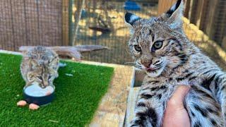 I Fed a Bobcat to my Bobcat