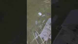 FPV KAMIKAZE DRONE PT 24 (game)