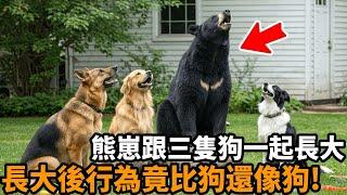 這頭小熊從小跟三隻狗一起生活，吃飯、奔跑、睡覺全都照著狗的方式學。如今長大後，牠不但會搖尾巴、叼球，連見到主人都會跳起來討抱抱！#小熊 #狗狗兄弟 #反差萌 #動物模仿 #熊界汪星人 #可愛行為 #心
