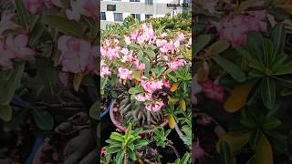 Adenium Arabicum Blooms #bonsai #adenium #floweringplant #plants #adeniumgarden #shorts #viral