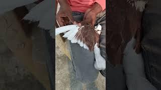 Kabutar ️ ke पंख में पिन लगाया  #itsgullyboy #shorts #kabutars #video