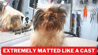 Shih Tzu COVERED IN A Matted Cast -  FREE GROOM