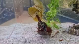 Häutung von Triops cancriformis