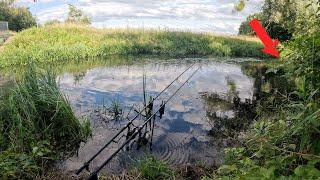 Wir sind zurück am Stinkbach  | Karpfenangeln mit Hambsch