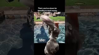 Cute #frenchbulldog memes compilation #memecut