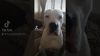 #dog #americanbulldog #skyethedog #doglover #dogshorts #shorts #tiktok #dogsoftiktok #tiktokvideo