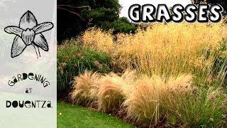 Grasses For Garden Use