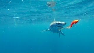 Mikesell's Makos