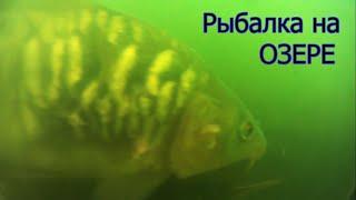 Fishing Синхронная съёмка поклёвок над и под водой. Ловил на ХЛЕБ. Рыбалка на озере в Краснодаре