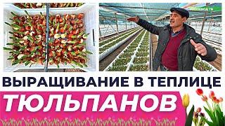 ВЫРАЩИВАНИЕ ТЮЛЬПАНОВ В ТЕПЛИЦЕ К 8 МАРТУ! #теплица #тюльпаны #бизнеснатюльпанах #8марта #цветы