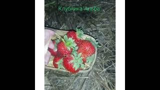 Клубника "Альба".