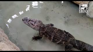 Chinese Alligator Returns to Renovated Reptile House Habitat - Cincinnati Zoo