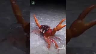 Crab dance in the Christmas Island (Storyful Yb) #crab #animals