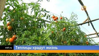 Под Красноярском жителям грозит экологическая катастрофа из-за промышленных теплиц