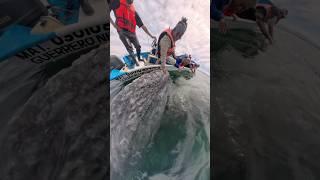 Giant Whale Loves Getting Its Face Scratched