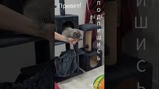 Машка руку покусала #АдияиЖания #shorts #cat #animals #котик #британка