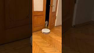 Russian robot vacuum cleaner iboto | купили робот пылесос, кот счастлив  #robot