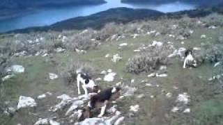 Kunhgi me lagoskila beagle(κυνηγι με λαγοσκυλα μπιγκλ).