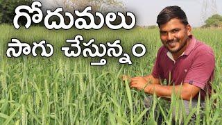 ఏటా గోదుమలు పండిస్తం | Wheat Cultivation | రైతు బడి