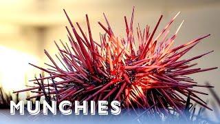 Sea Urchins Are California Gold: Hunter Gatherer