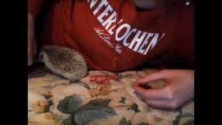 Anya, the self anointing hedgehog!