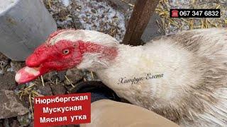 1.03.2025 Нюрнбергская Мускусная Белая мясная утка купить инкубационное яйцо Хитрук Елена Украина