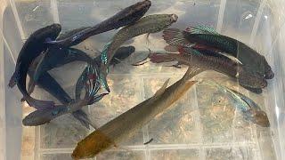 Unbelievable Unique Catch Betta Fish Catching And Finding A Lot Of Beautiful Fish In Lotus Lake