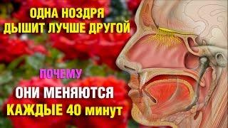 Одна ноздря дышит хуже. Почему меняются доминирующие ноздри несколько раз в день