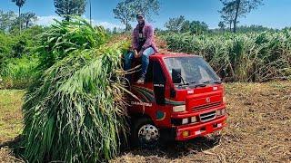 MIRA CÓMO CÓMO HAGO EL SILO para MIS VACAS