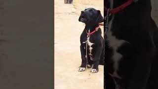 Baby Dog  Barking Sound 20  #shorts #puppyvoice #barking #dogsound #dogvoice