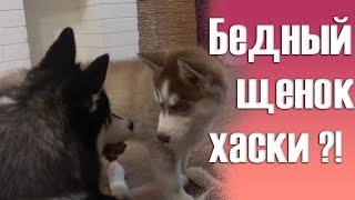 Невоспитанная Хаски /Бедный малыш Байкал  /Сибирский Хаски Джесси