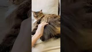 Мексиканский тушкан #shorts #cat #catvideos #pets #catlovers #cat_richard