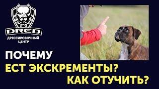 Собака ест экскременты? Как отучить? Почему собака ест кал